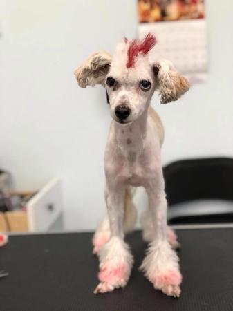 Images Grooming Haven