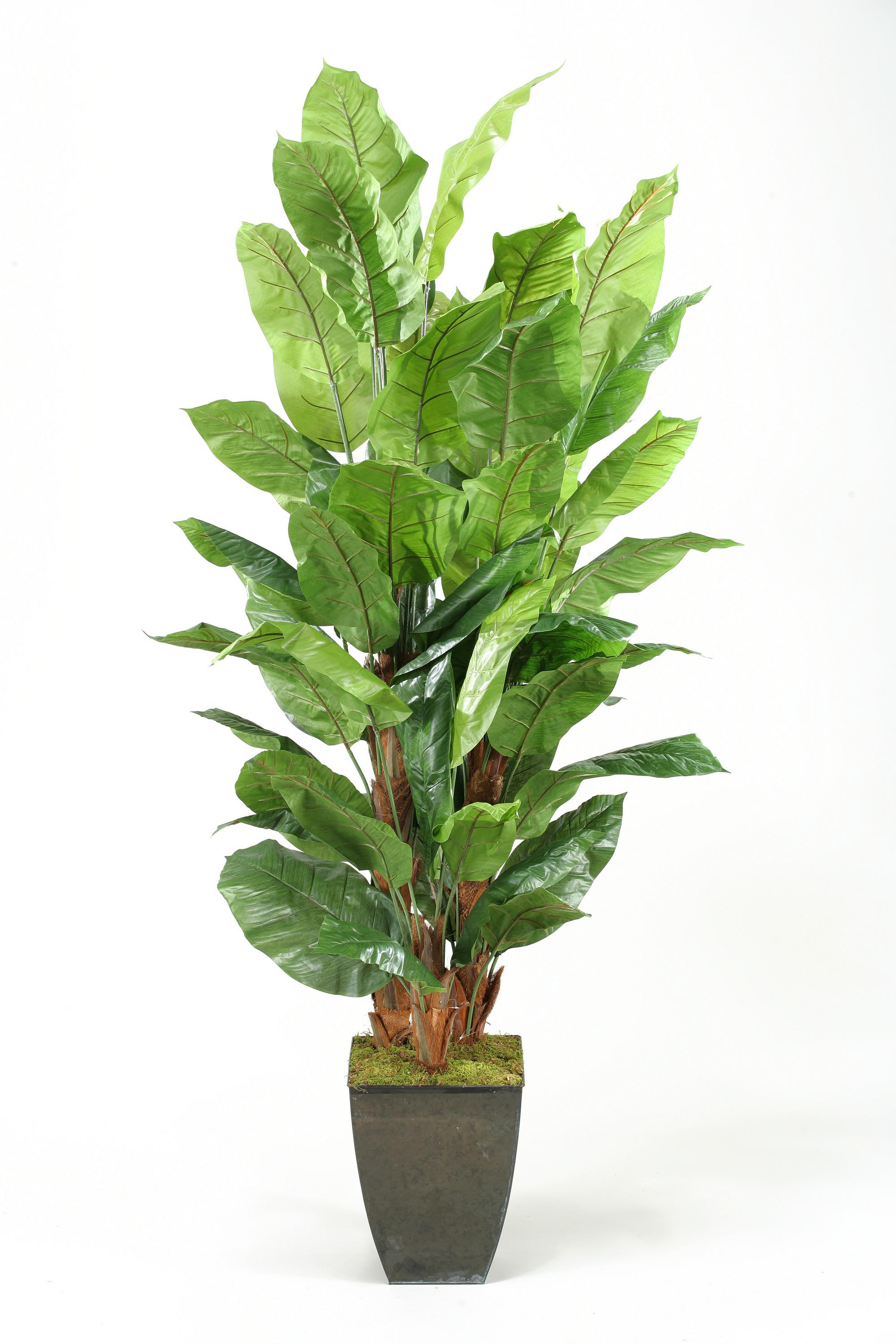 8' Spath Plant in Cardinal Planter
