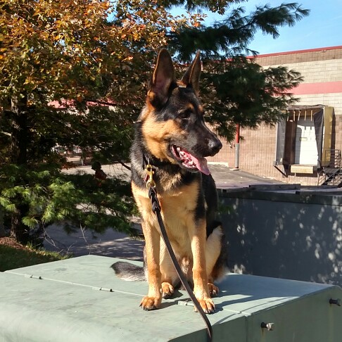 Off Leash K9 Training Maryland Image