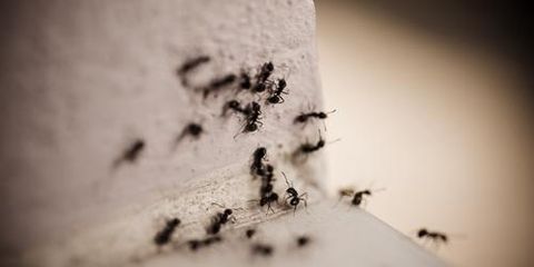 Ask an Exterminator: What Do I Do When Ants Invade My Home?