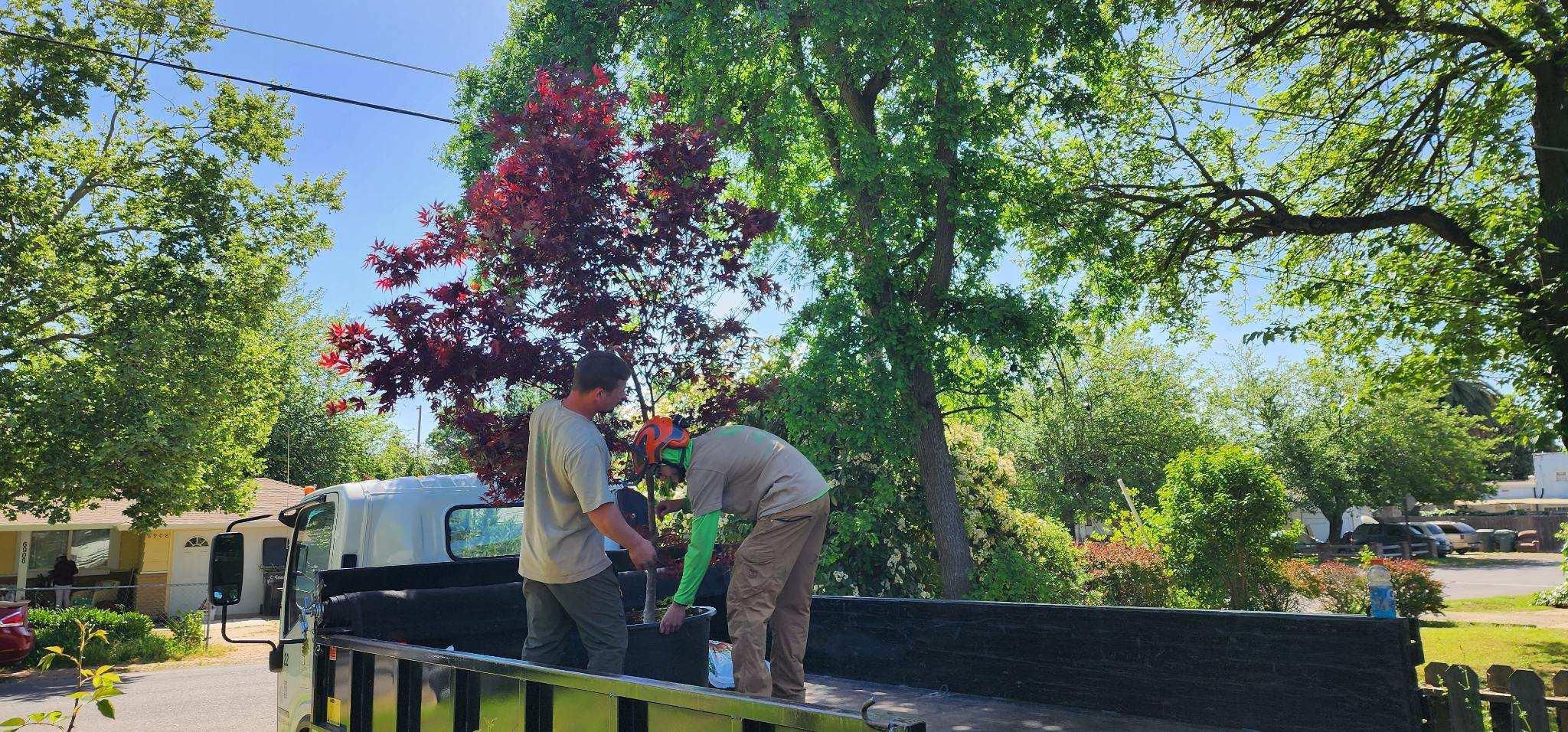 Capital Arborists, Inc. Image