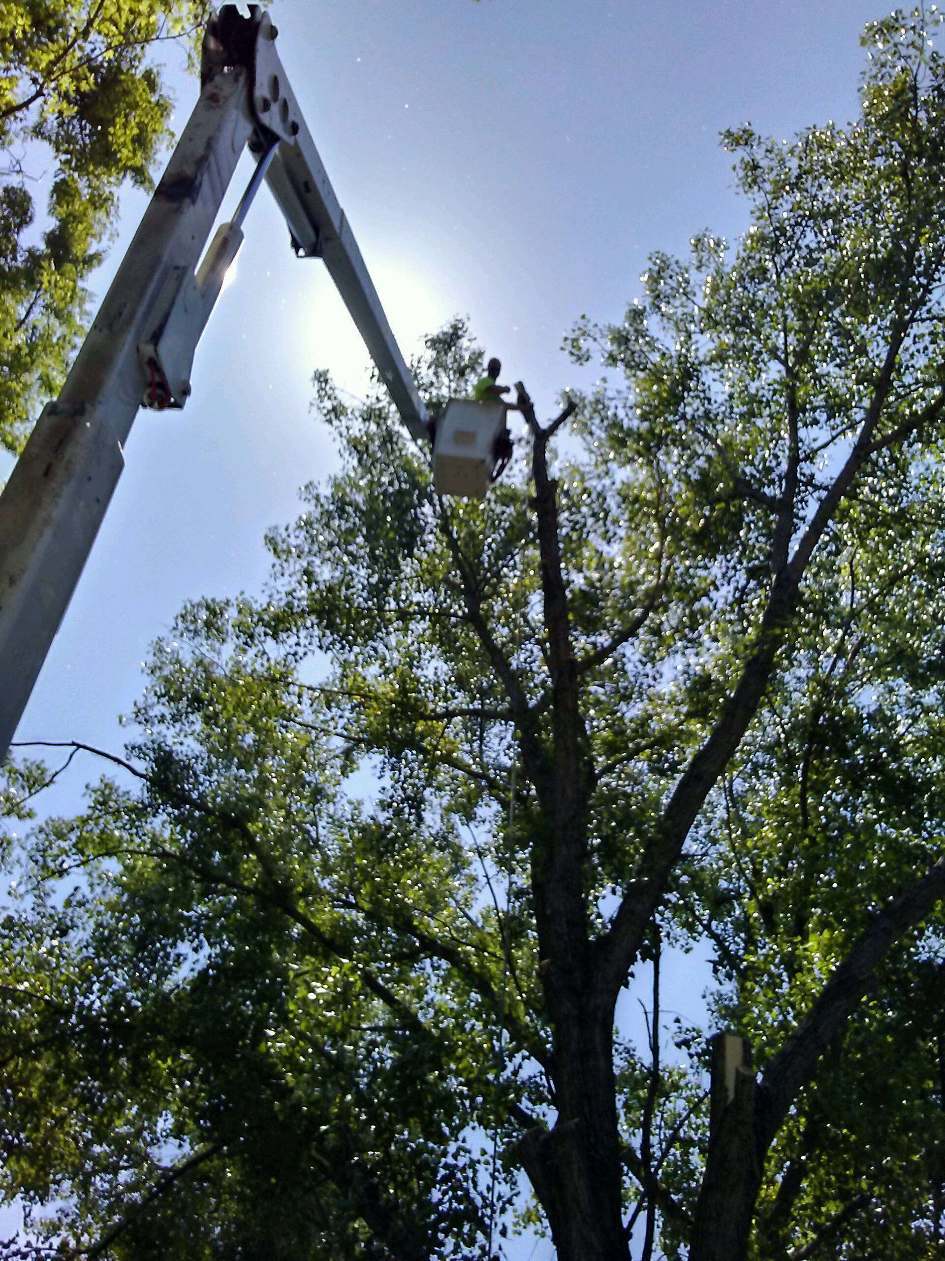 CS Tree Care Photo