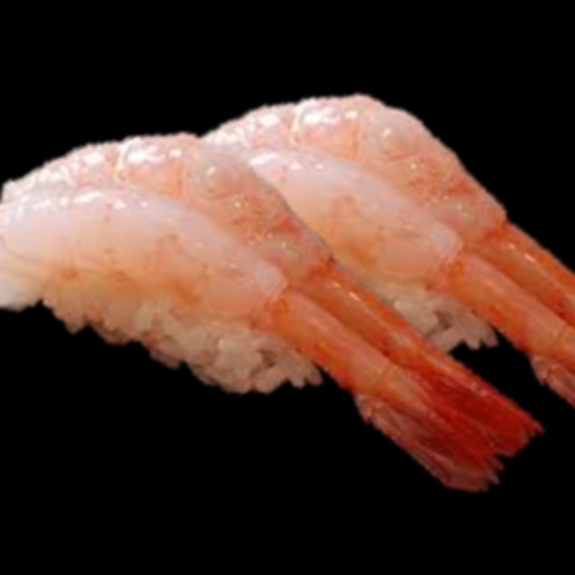 Sweet Shrimp Nigiri