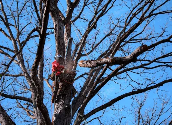 Grant Brothers Tree Service Image