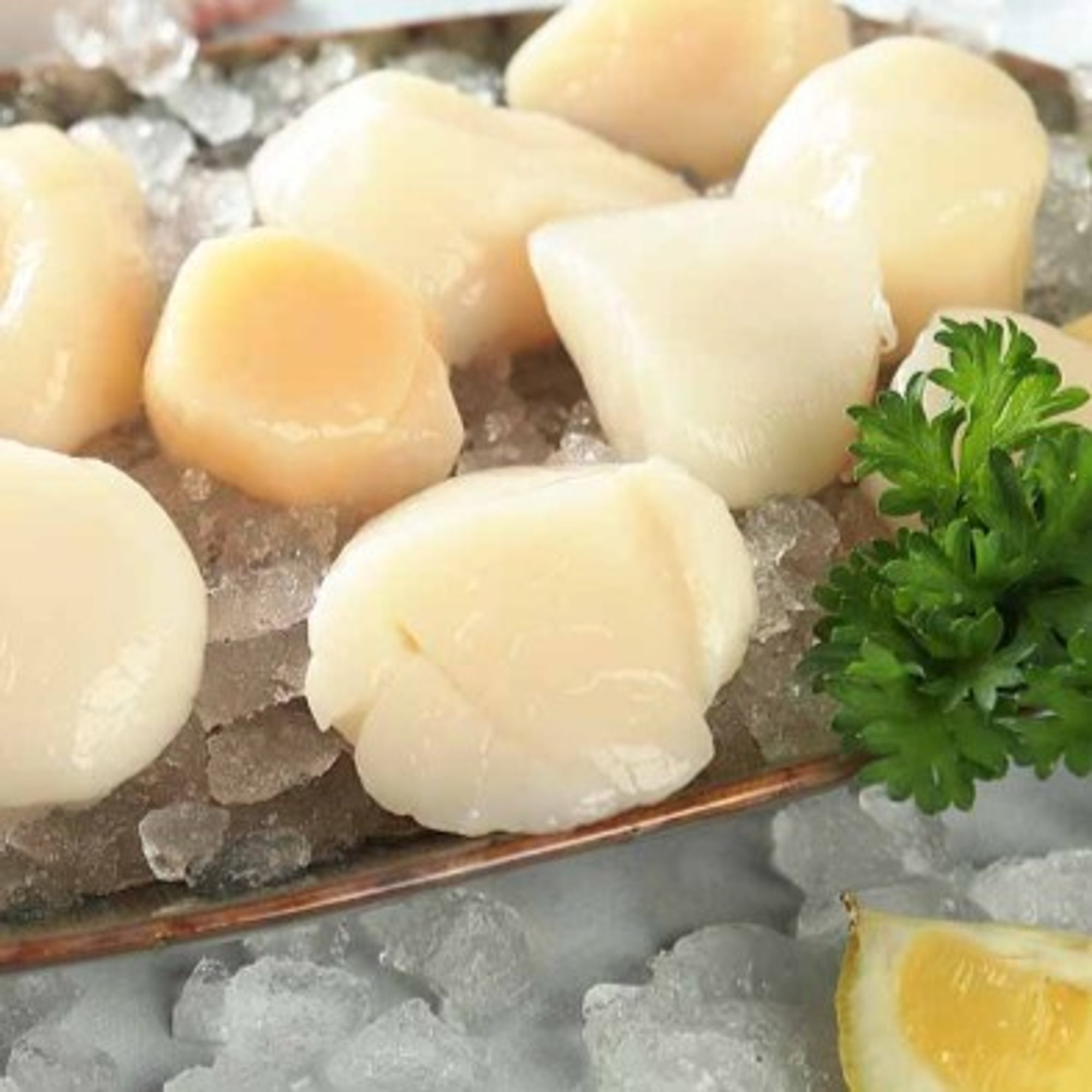 Scallops Large by the 1/2pound