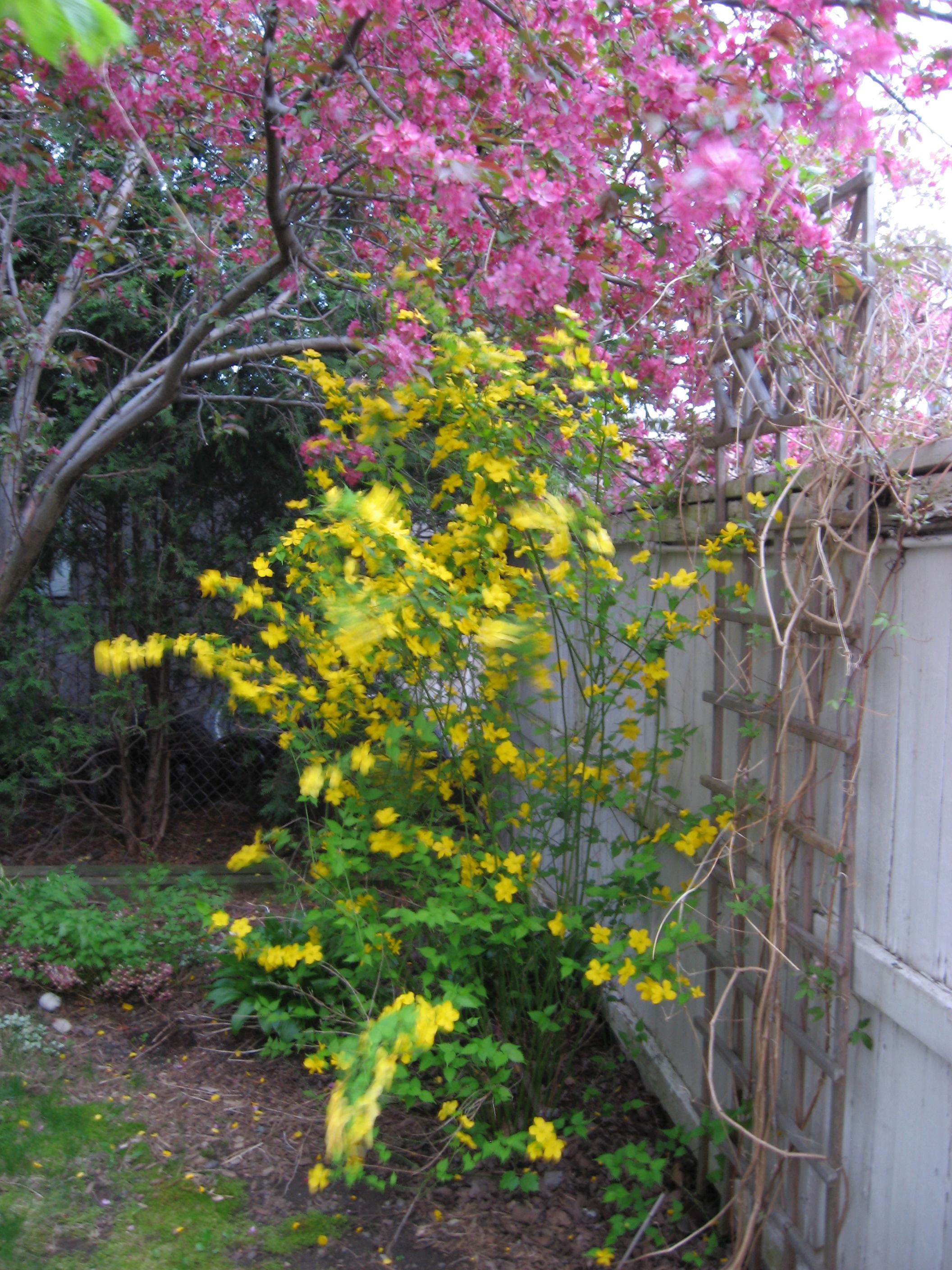Even in a shady spot, a shrub like this japanese kerria can provide brightness under the blooming crab apple tree.  