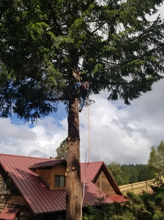 Images Tim's Tree Removal And Services LLC
