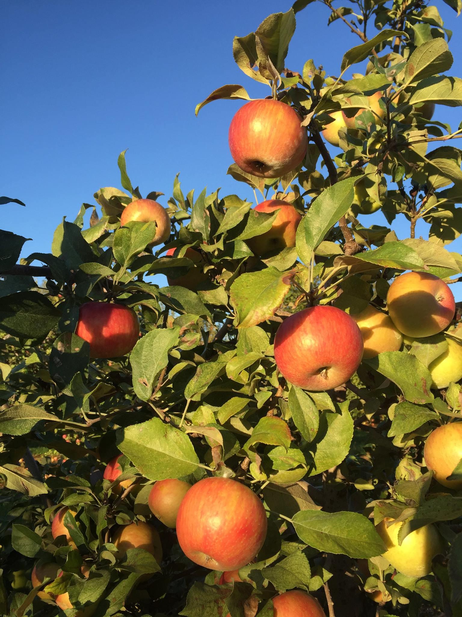 Apple Valley Orchard LLC Photo