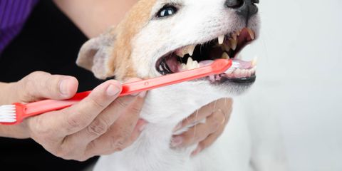 Pet Health: What You Need to Know About Pet Dental Care