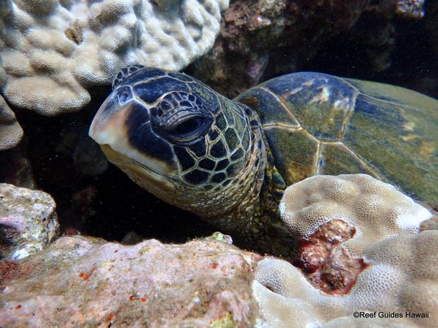Images Reef Guides Hawaii
