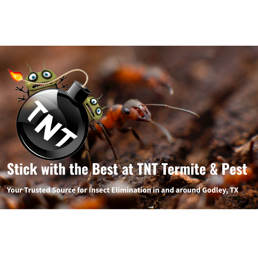 TNT Termite & Pest Logo