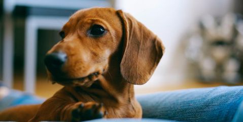 Why Ear Cleaning Should Be Part of Your Dog's Pet Care Routine