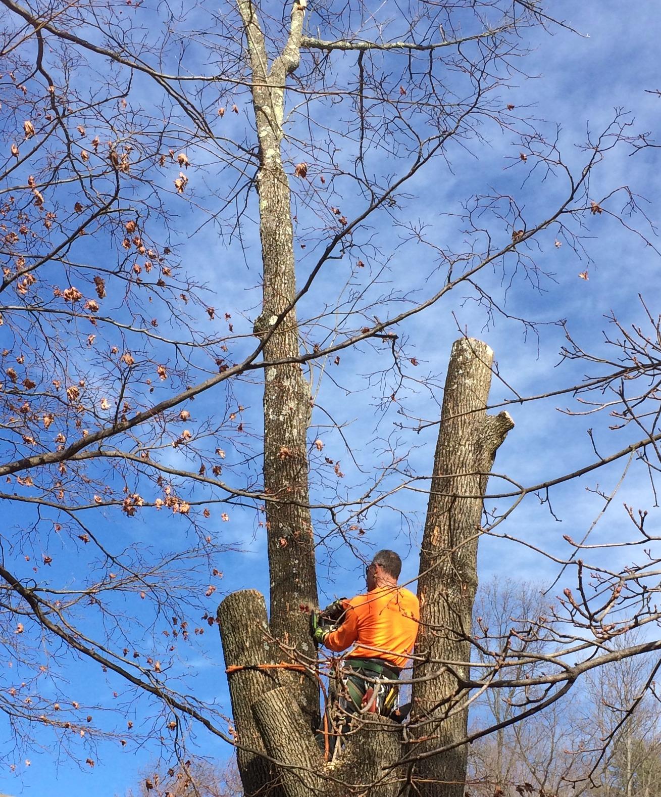 9 cherry tree sparta nj lodema tree service in sussex nj 973 875 9 9 cherry tree sparta nj lodema tree service in sussex nj 973 875 9