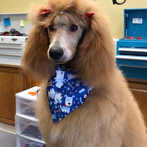 Kristi&apos;s Grooming LLC Logo