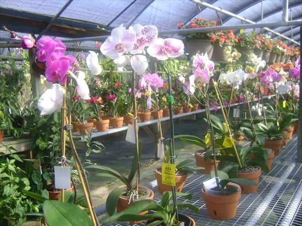 Keep It Green Nursery & Landscape