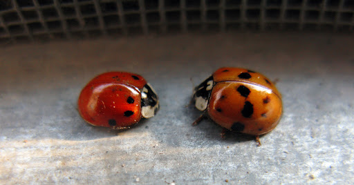 NJ Pest Control Image