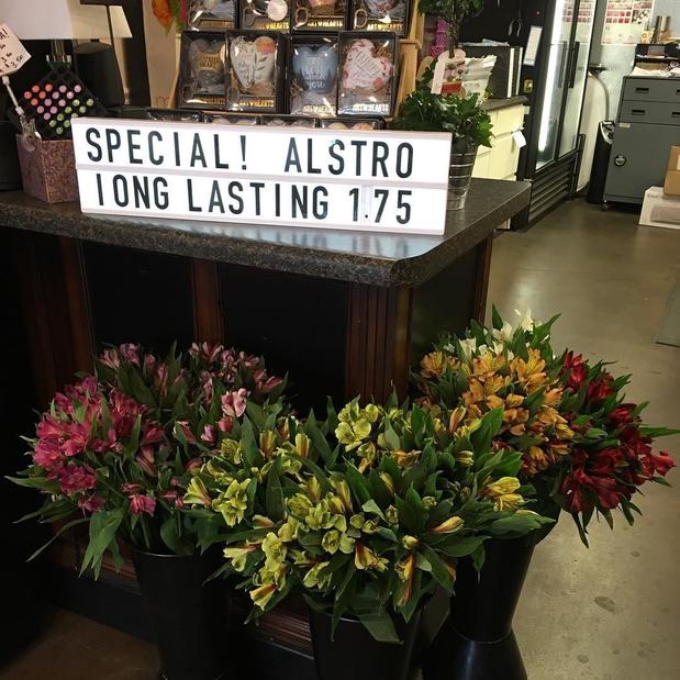 Images Painted Daisy Florists