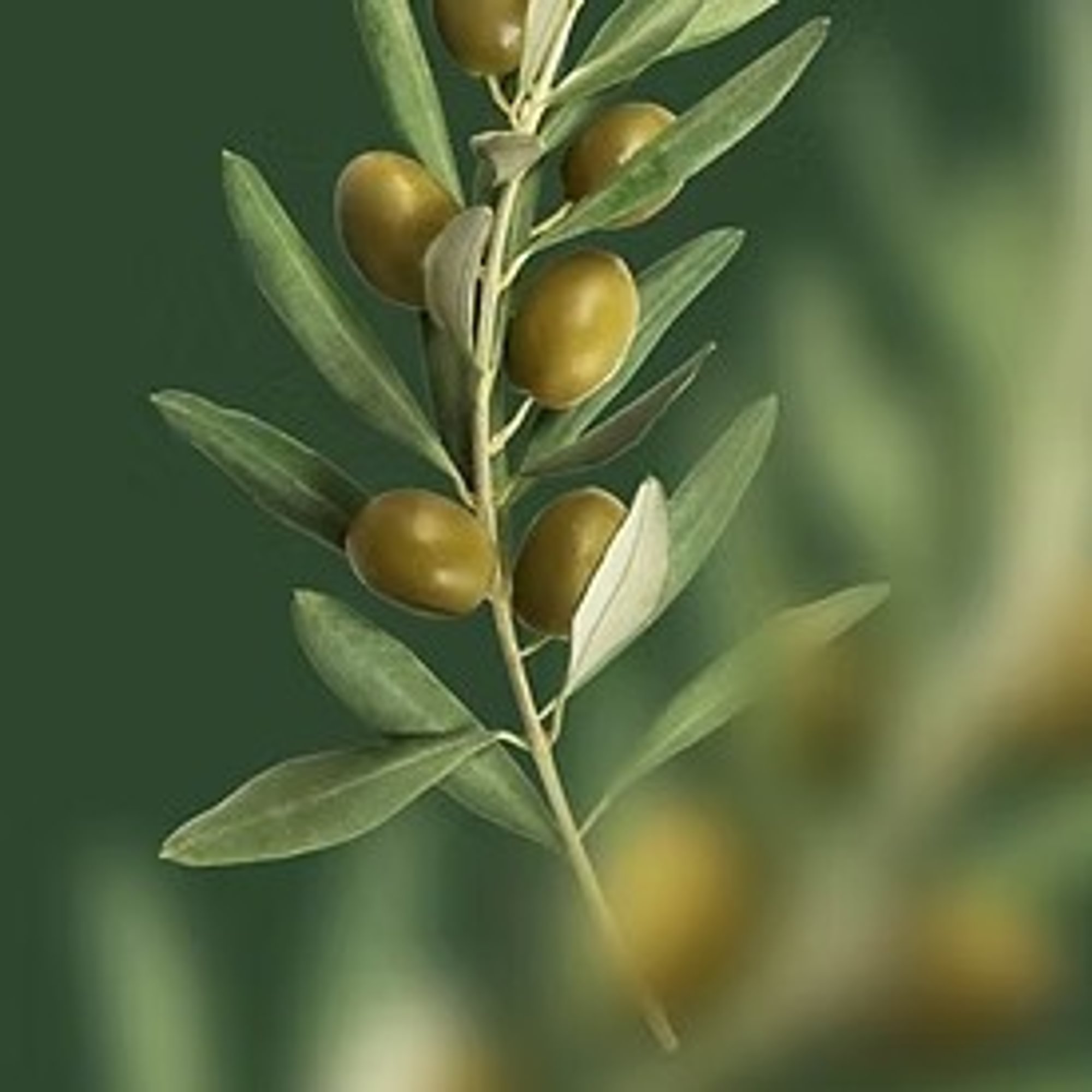 A- Premium White Balsamic