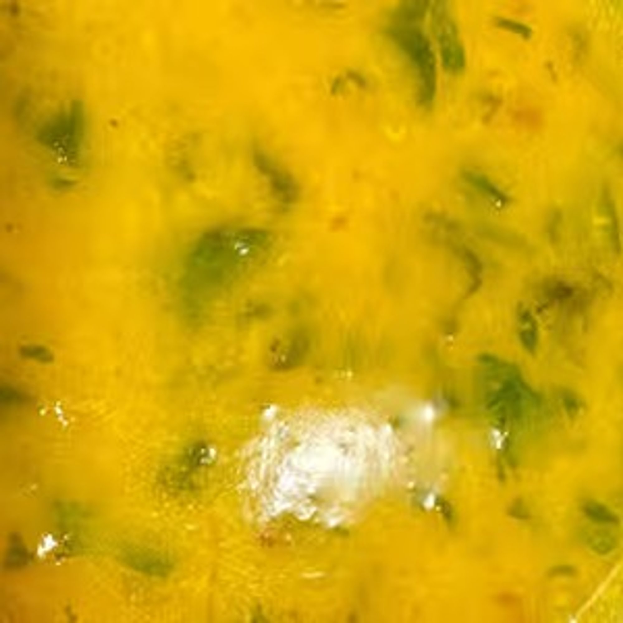 Daal Soup