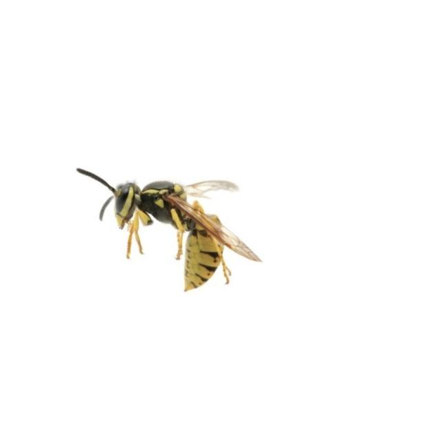 Sentinel Pest Company