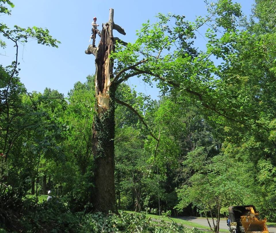 Brandon Tree Care Image