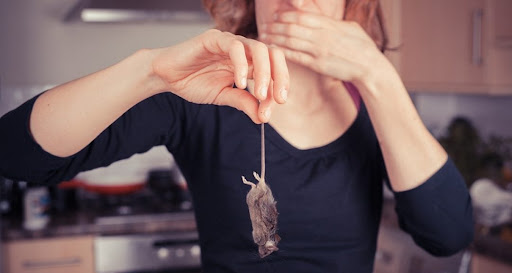 NJ Pest Control Image