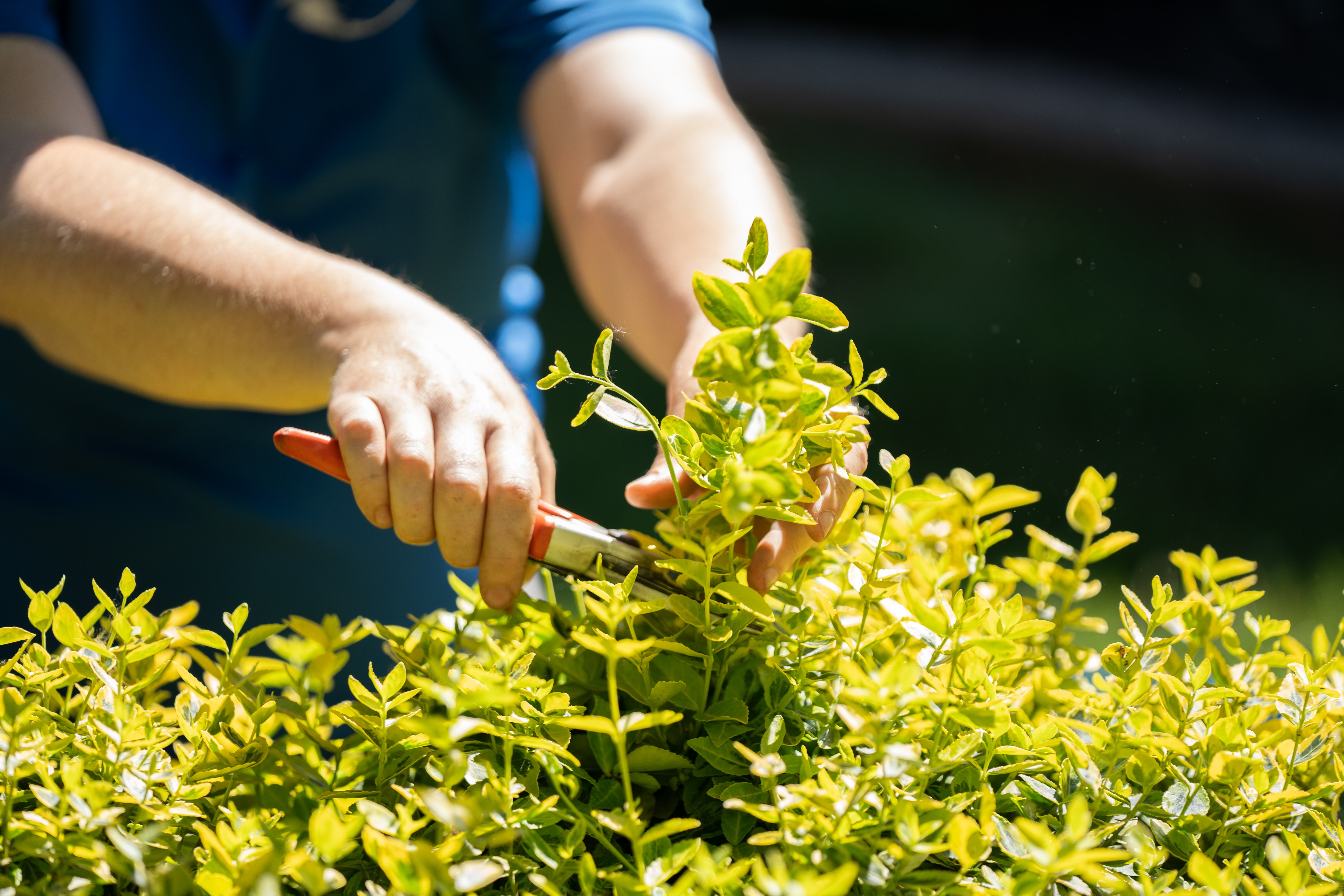 White Pine Lawn & Snow Group Image