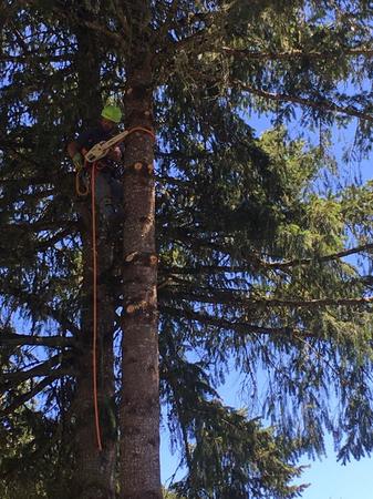 Images Tim's Tree Removal And Services LLC