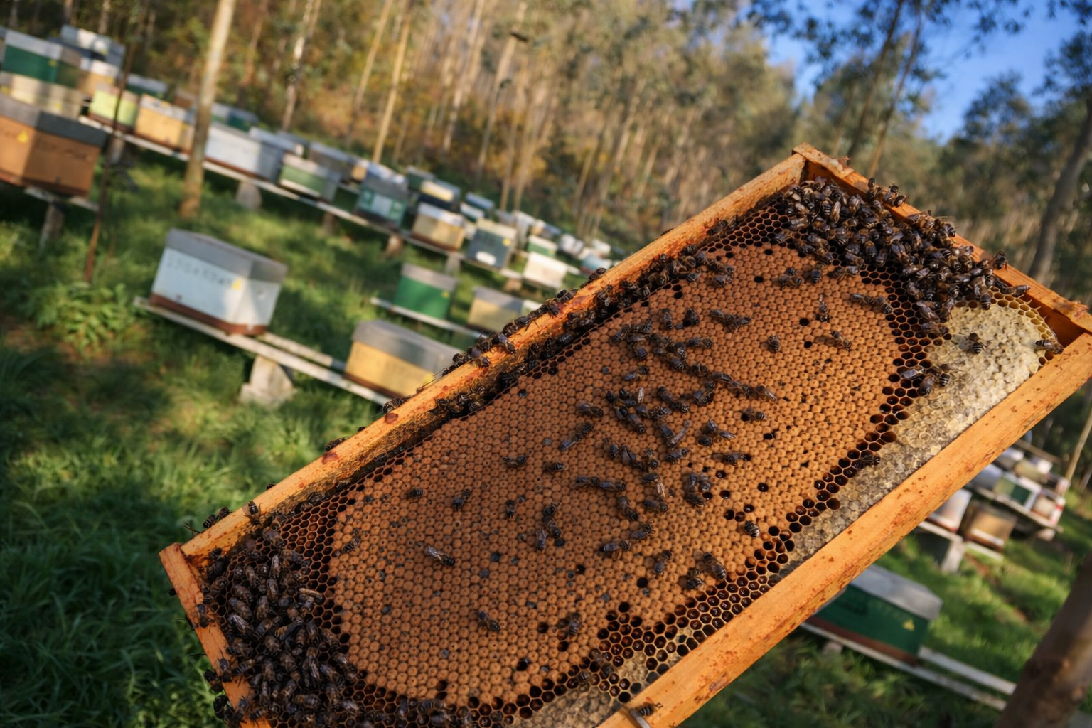 Galería en miniatura