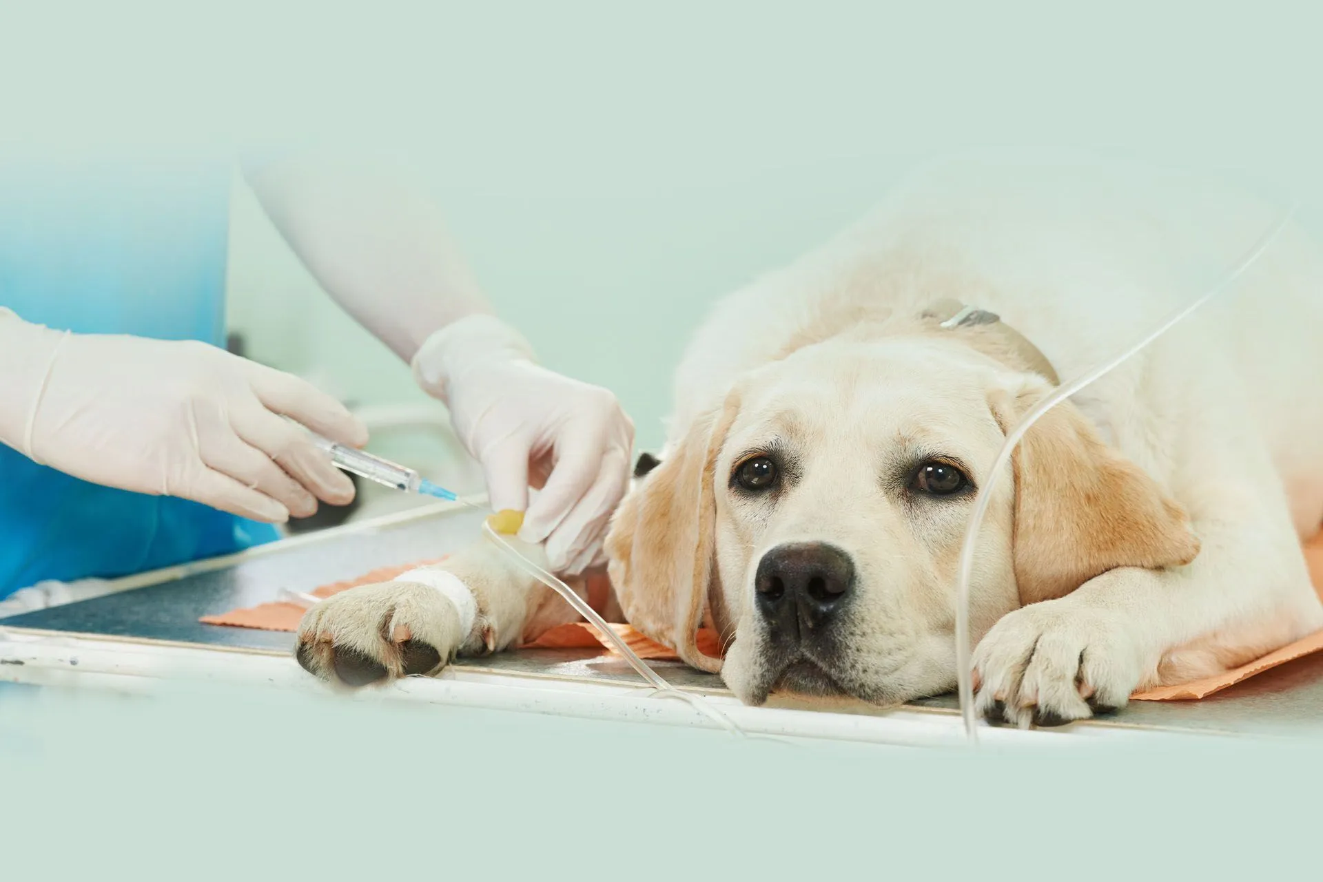 Specialized Treatments