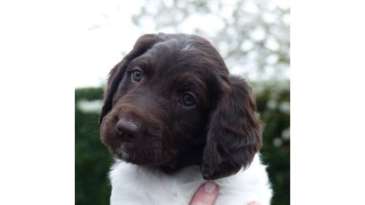 Sunrise Kennel Gundogs Logo