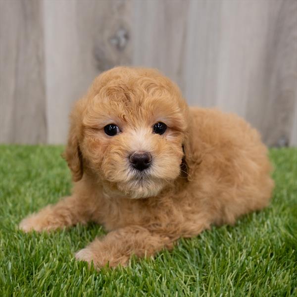 Select A Puppy, Inc. Image