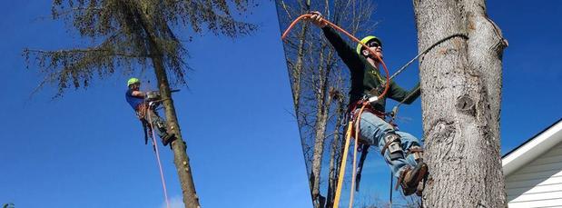 Images Tim's Tree Removal And Services LLC