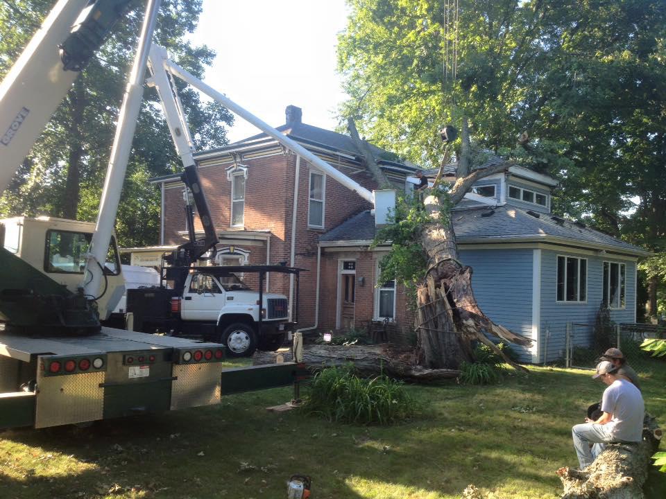 Hackney Tree Service Image