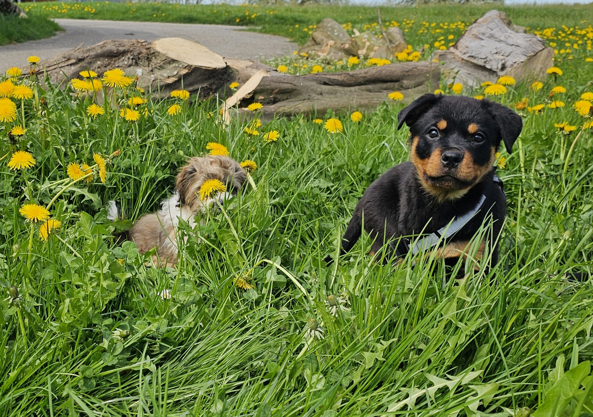 Welpen-Kurs - Der perfekte Start für Dich und Deinen Hund