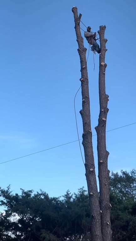 JJ Garcia Professional Tree Service Image