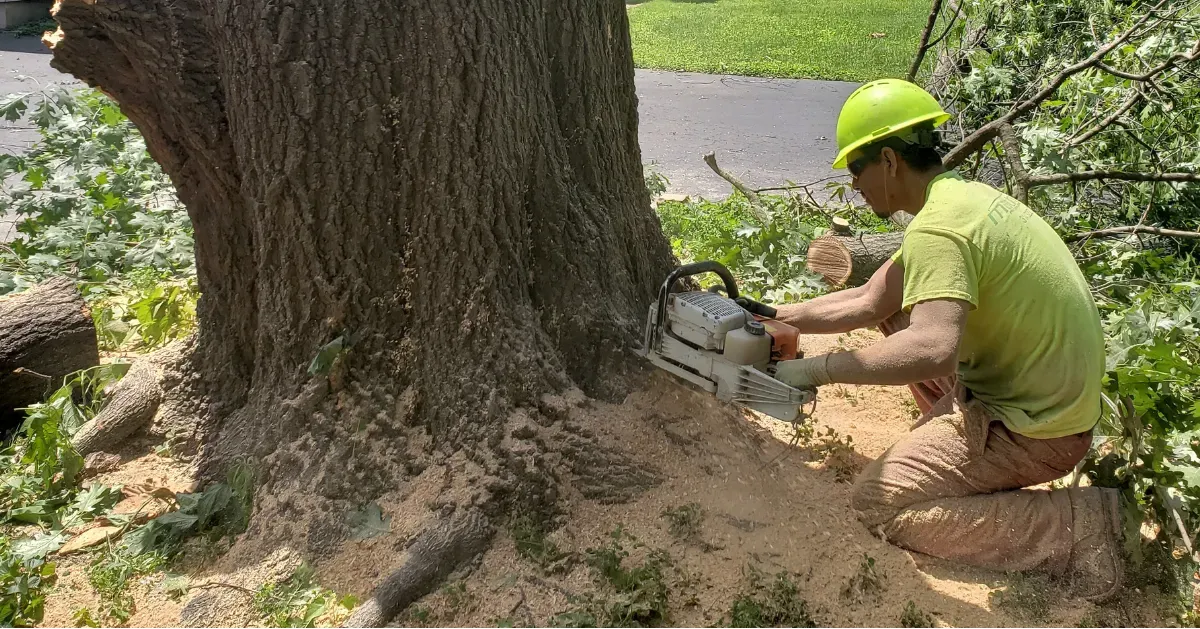 Mathias Precision Tree Service Image