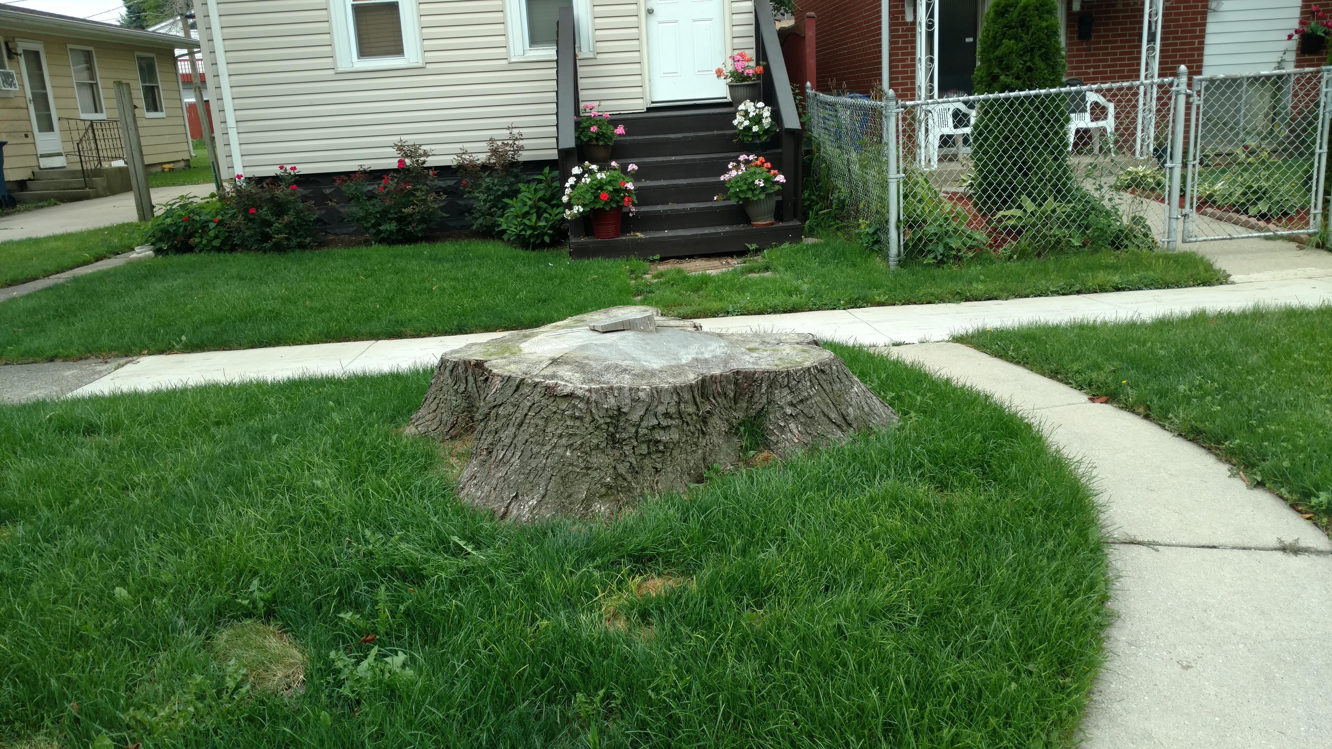 New Beginning Tree Service Company Image