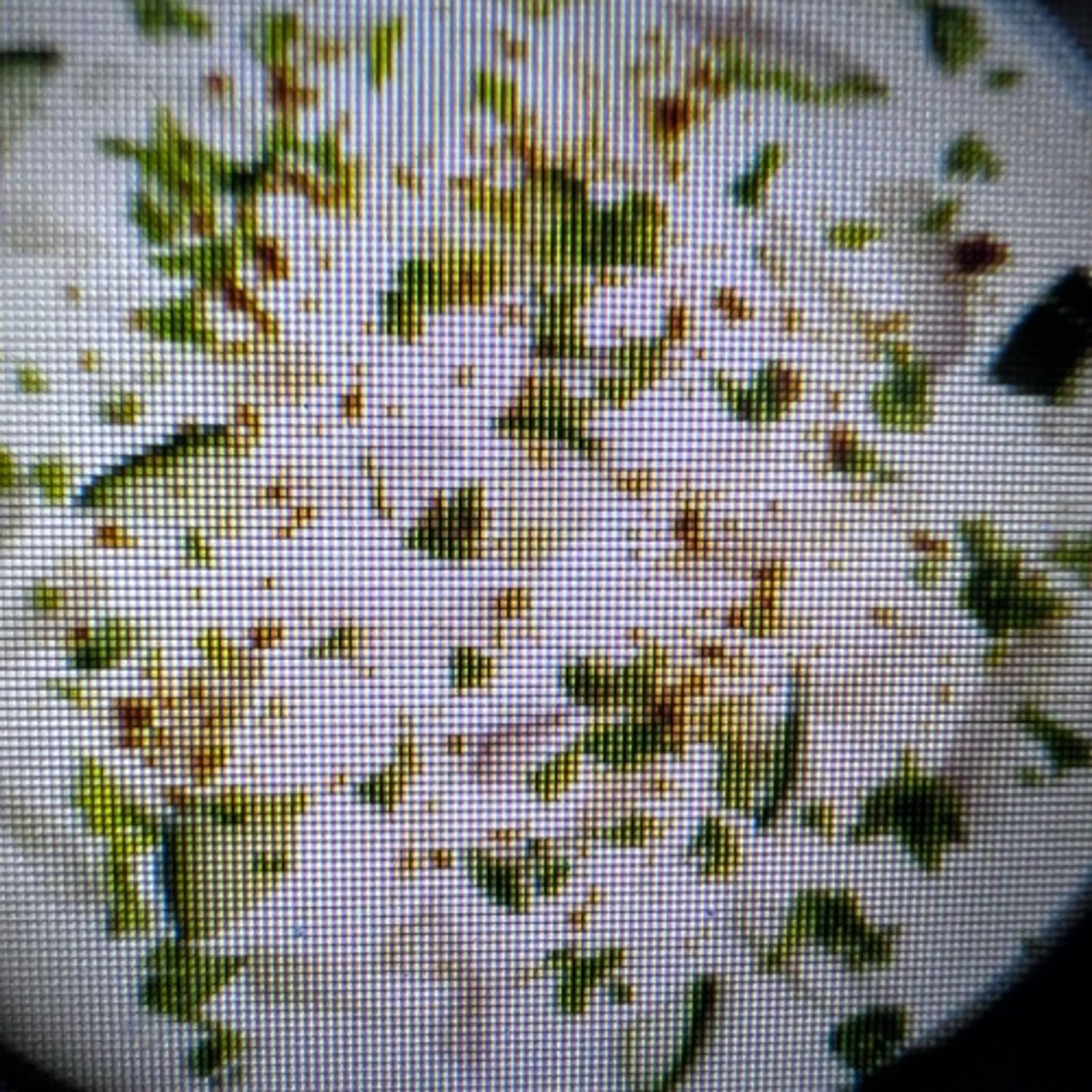 Raita (VEG, GF)