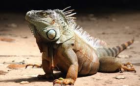 Reptile Wound Care Spray