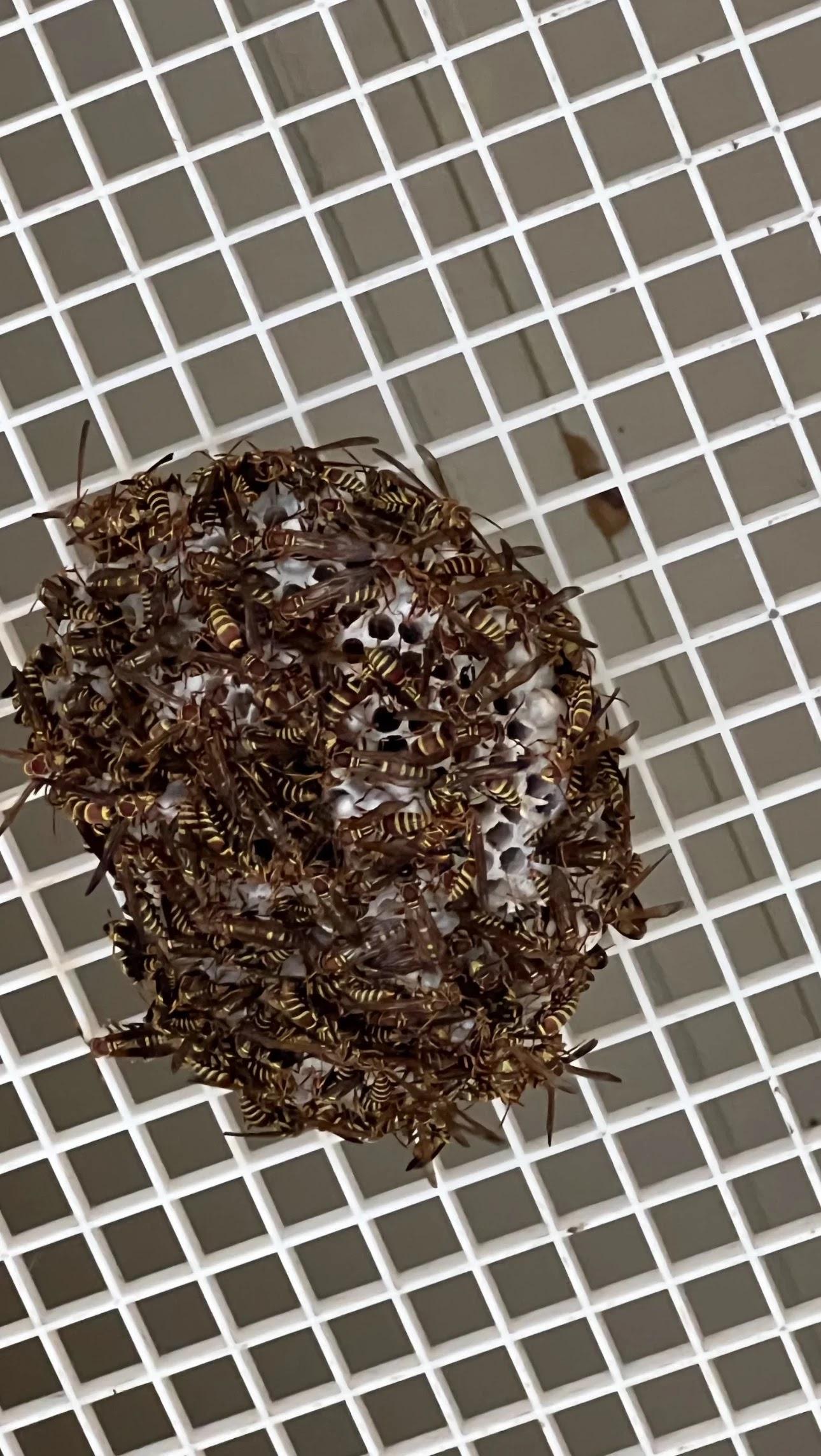 GreenShield Home & Pest Solutions - Richmond Image