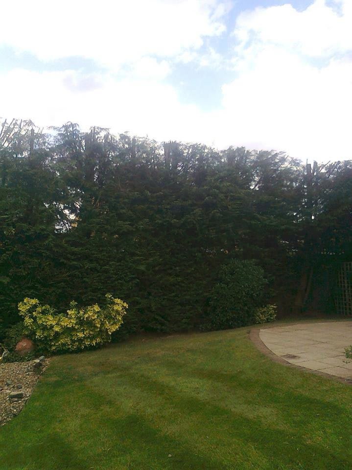Images Tree & Garden Services