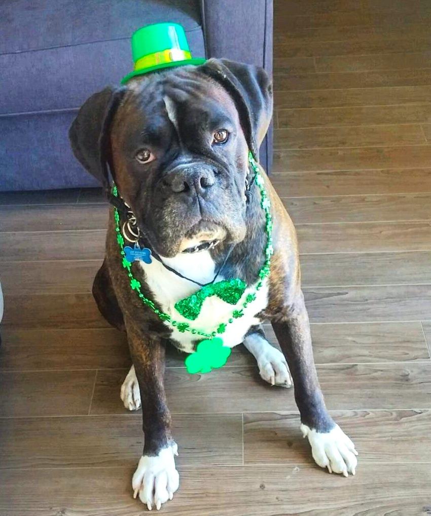 Pet Relocation Image