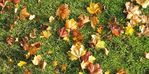 Fall Fertilization for a Healthy Lawn in Cincinnati