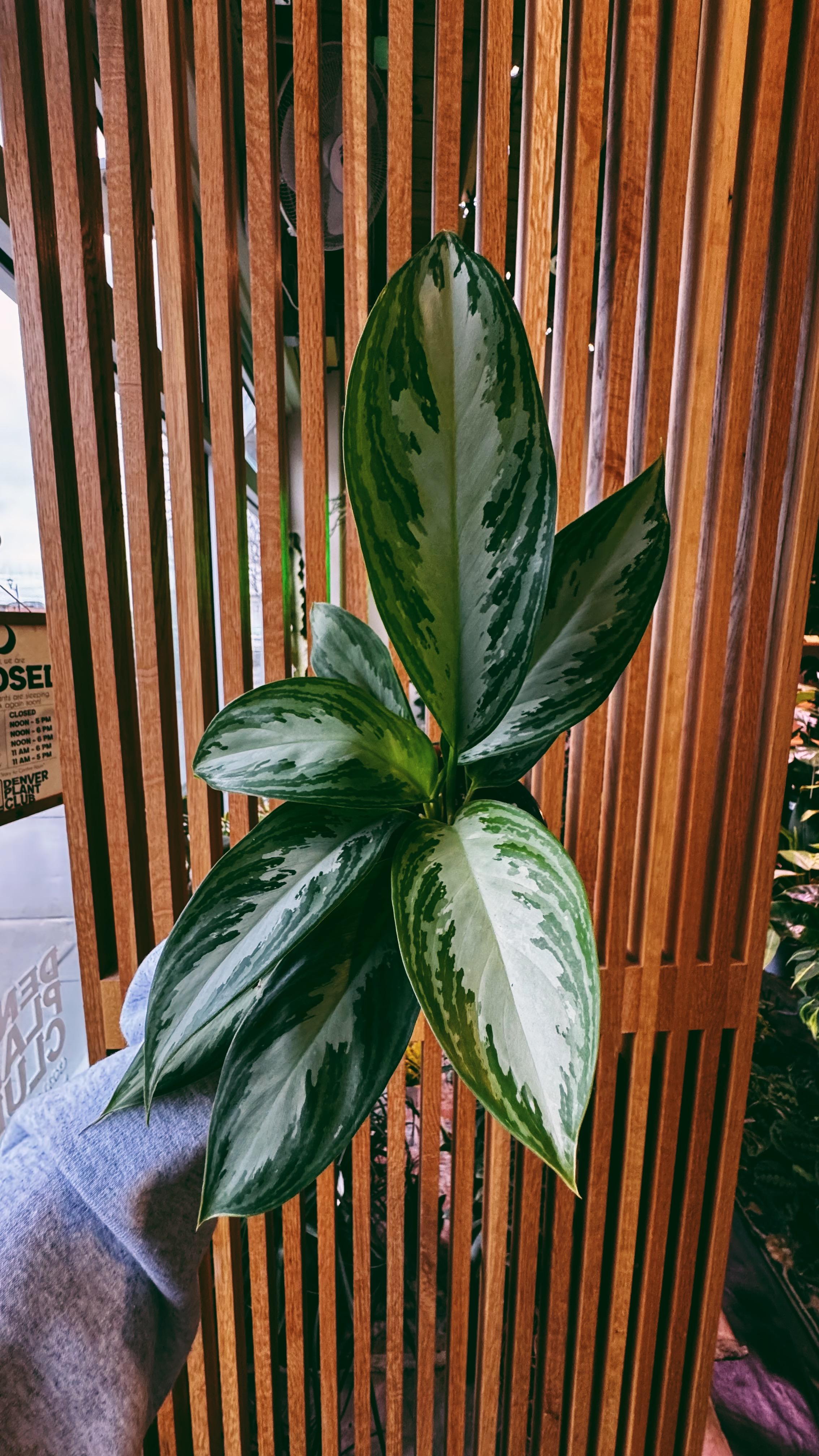 Denver Plant Club Image