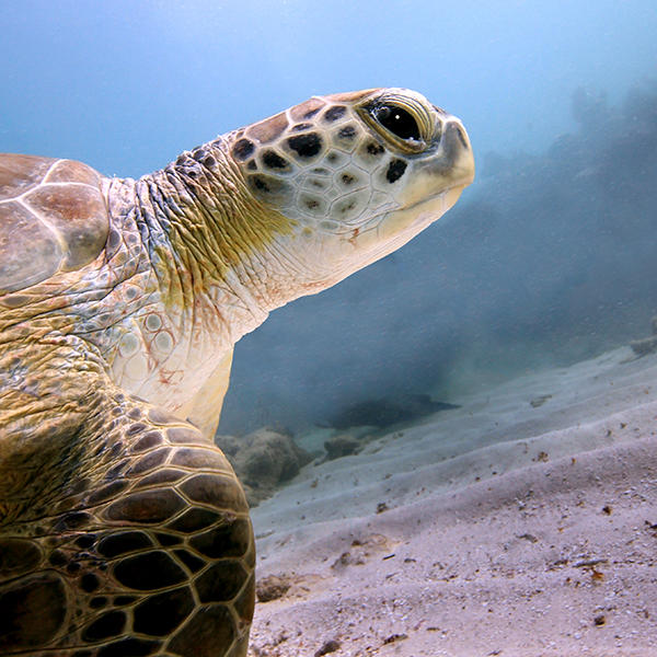 Touch Of Key West Photography &amp; Gallery Logo