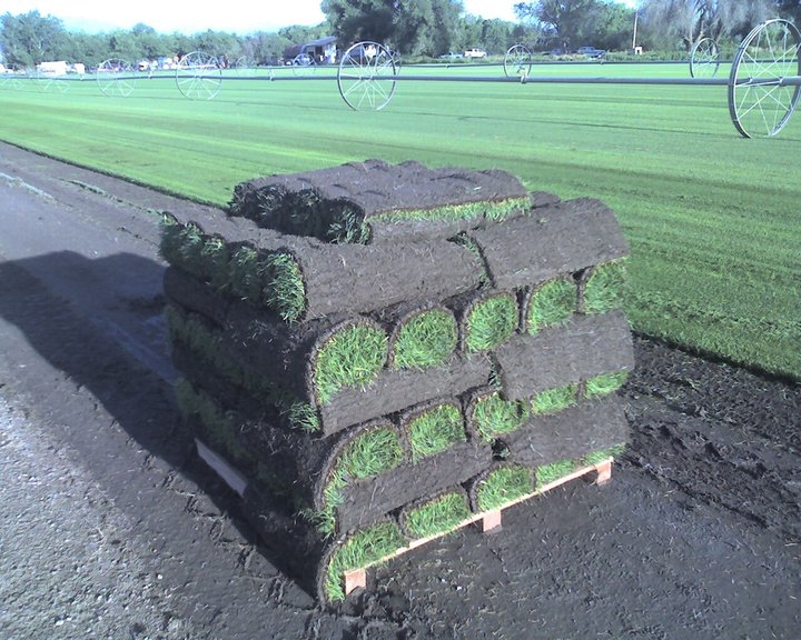 All American Sod Farms Coupons near me in Vineyard | 8coupons