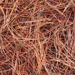 Pine Straw