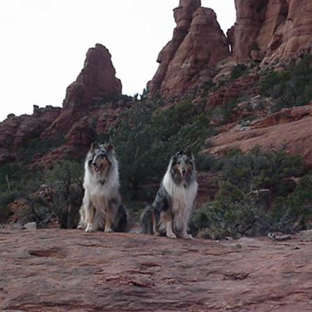 Pearls of Wisdom Dog Training