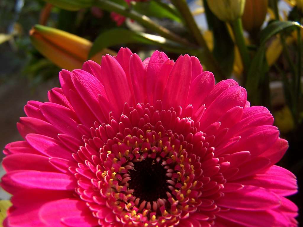 DoubleTree by Hilton Hotel Chicago - Alsip Image